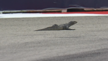 Video: Eerste rode vlag in Singapore door onvoorziene gast