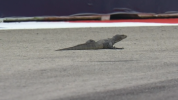 Video: Eerste rode vlag in Singapore door onvoorziene gast