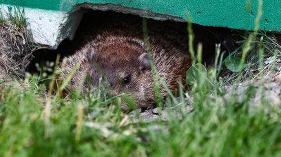 Canada Groundhog