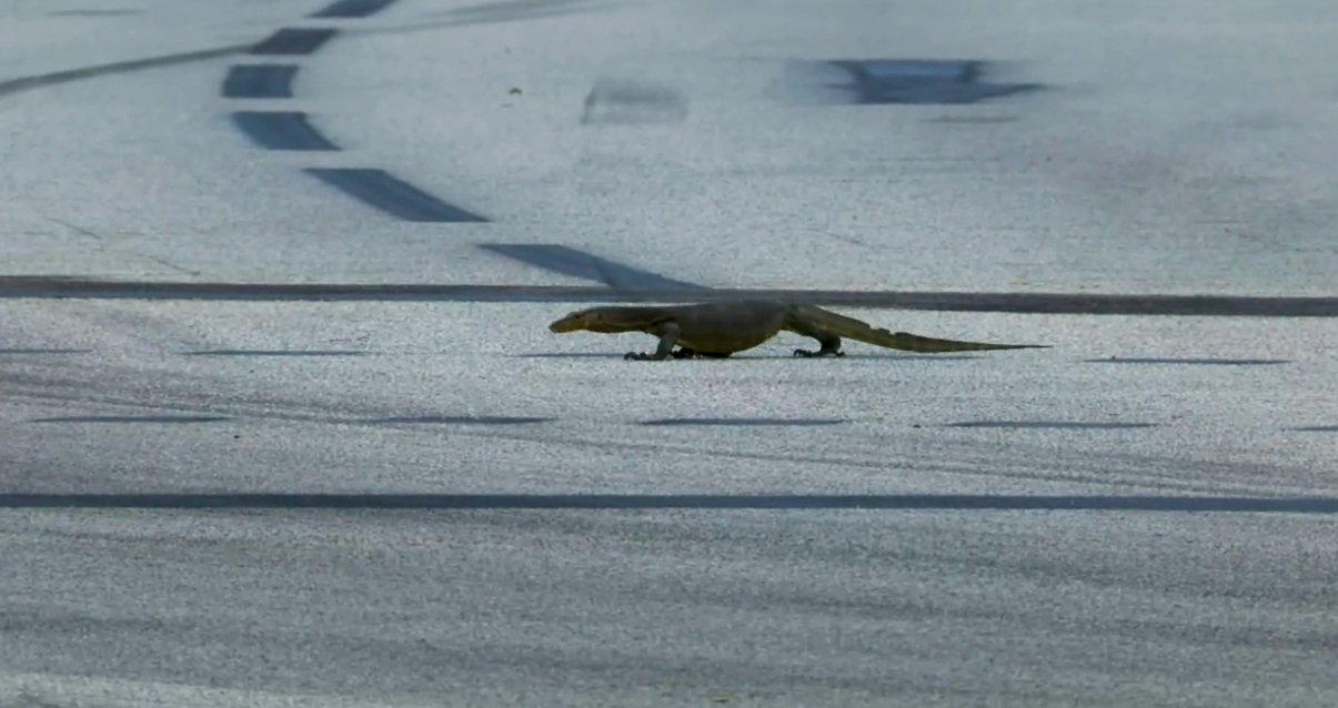 Lizard screenshot