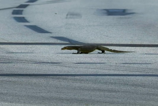 Lizard screenshot