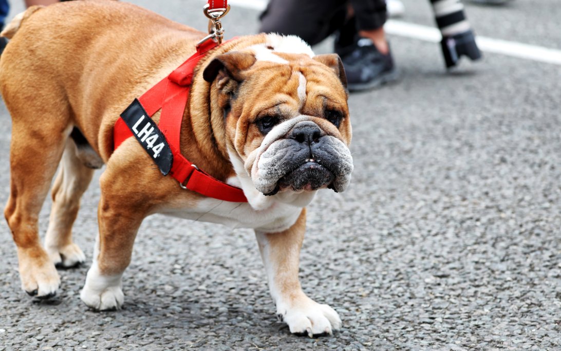 F1 News Recap: Hamilton's Loss, Verstappen's GT3 Win, Antonelli's Aim, and Cadillac's New Hire