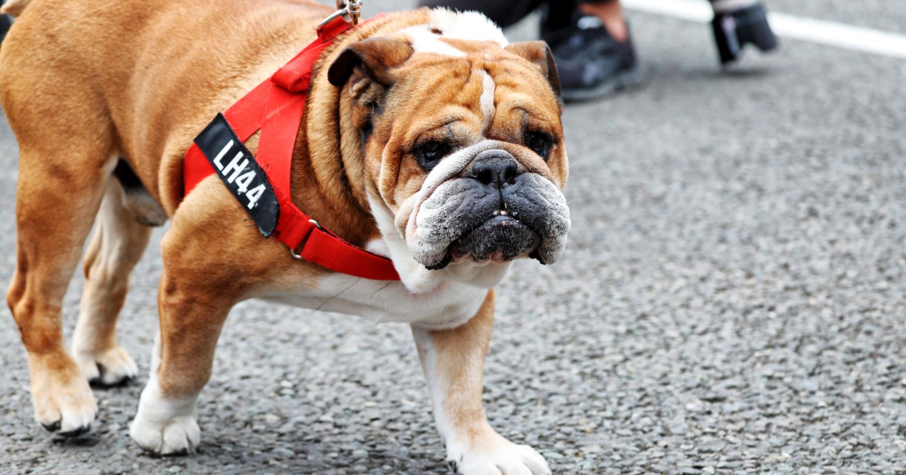 Lewis Hamilton reveals passing of dog Roscoe as Max Verstappen gets bonus award - RacingNews365 Review